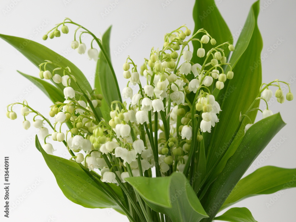 Obraz premium muguet