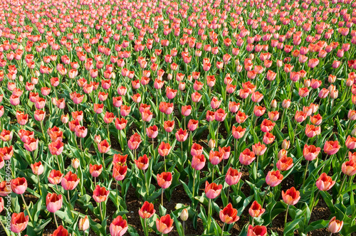 Fototapeta Naklejka Na Ścianę i Meble -  A field of red tulips