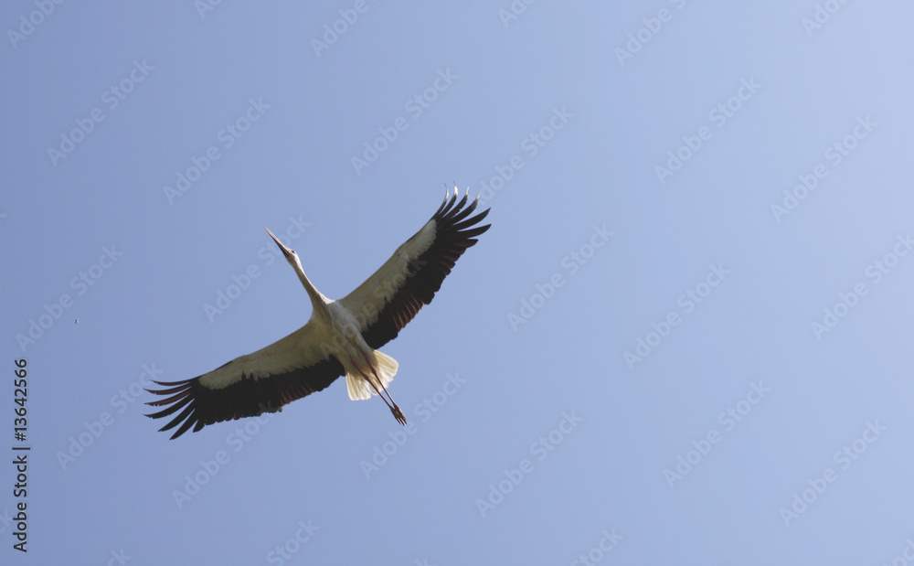 Fototapeta premium cigogne ailes déployées