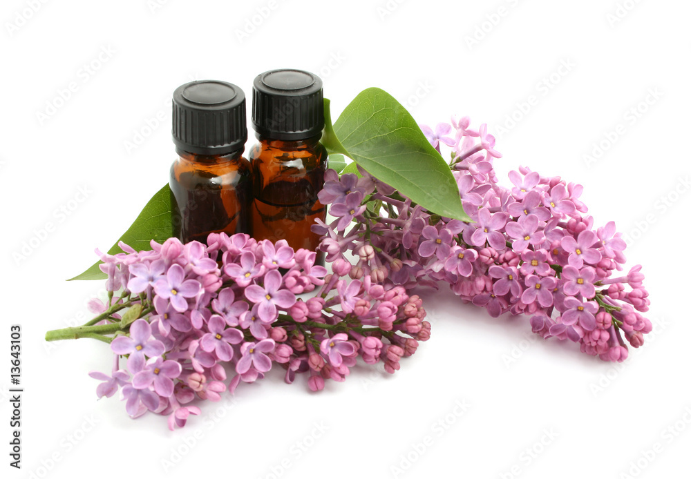 lilac lilac