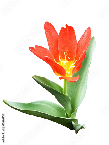 Tulip flower