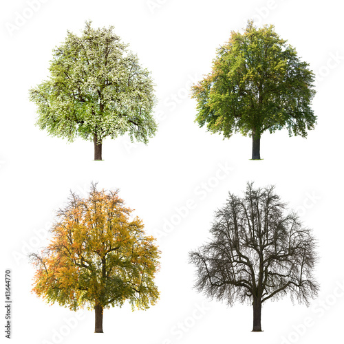Pear Tree Seasons