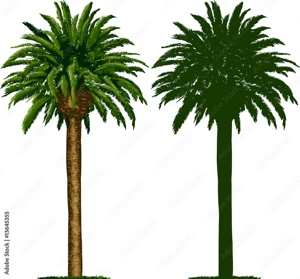 Obraz premium California Palm Tree and Silhouette