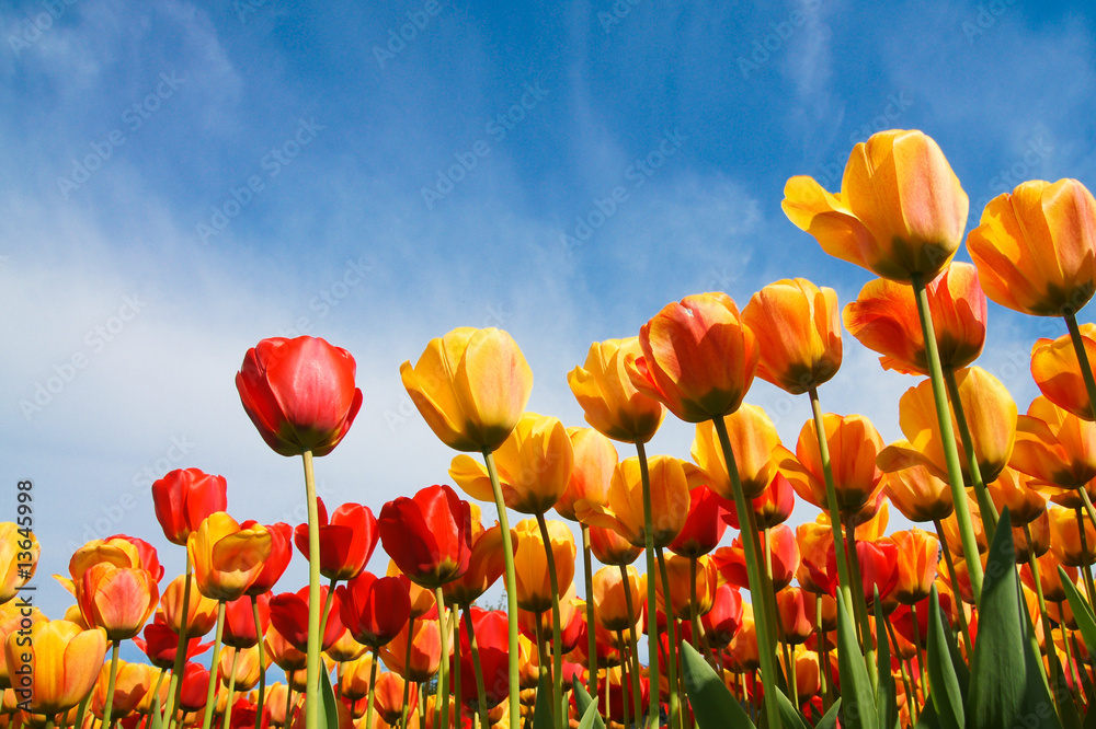 Obraz premium Tulpen