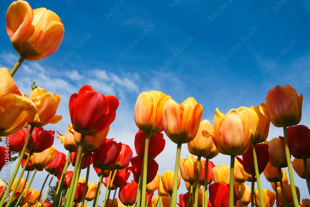 Obraz premium tulpen