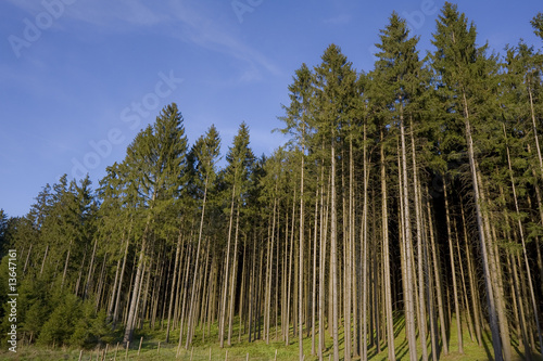 Nadelwald
