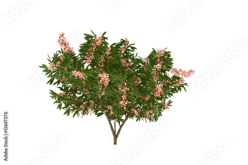 blooming oleander tree