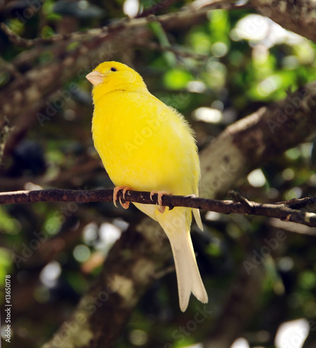 Yellow canary photo