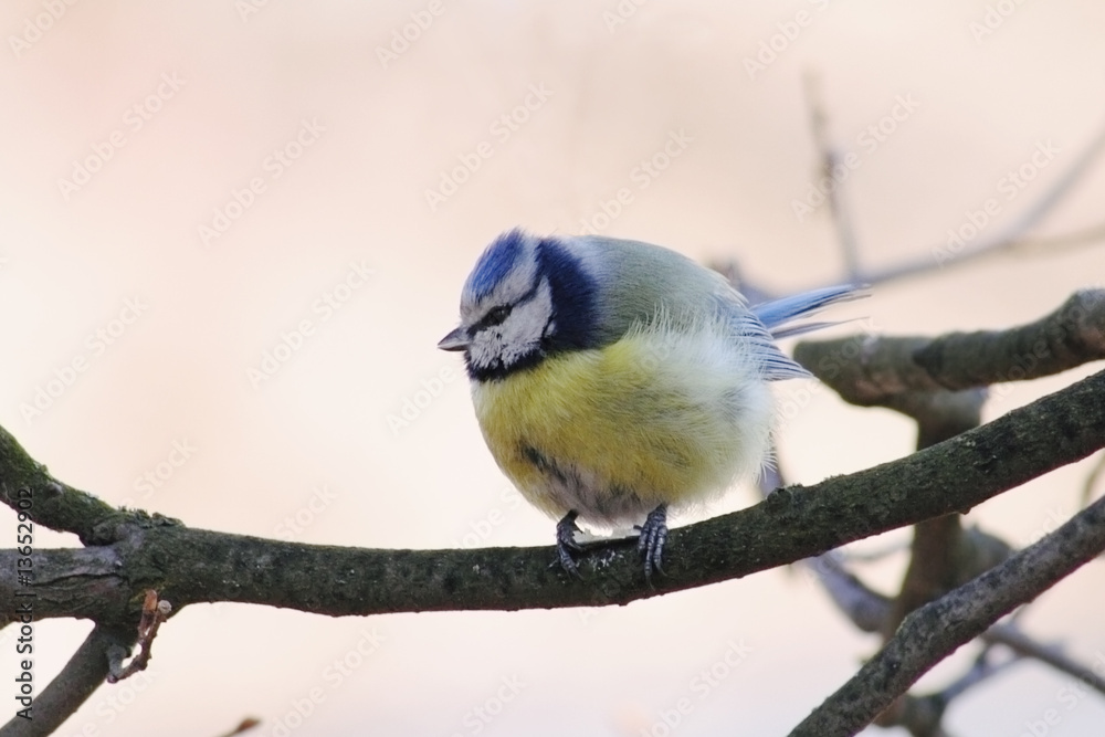 Obraz premium Blue tit