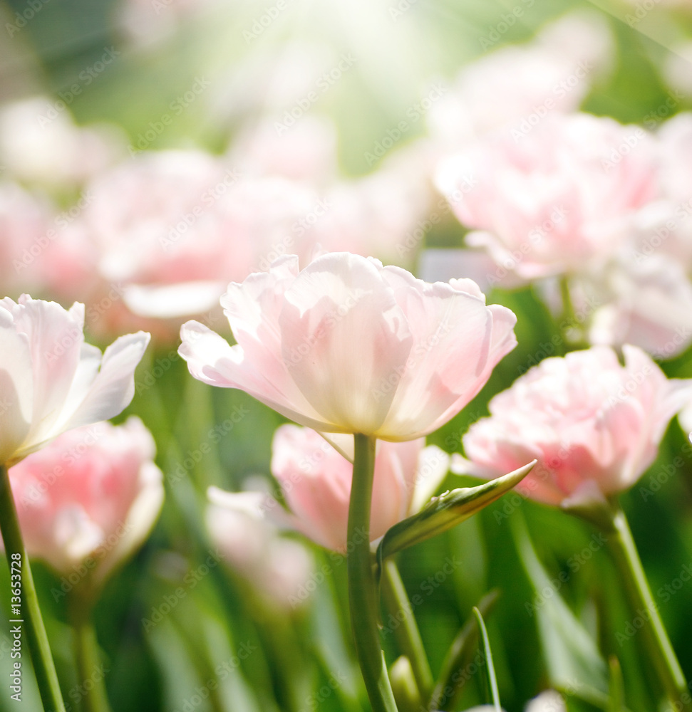soft pink tulip