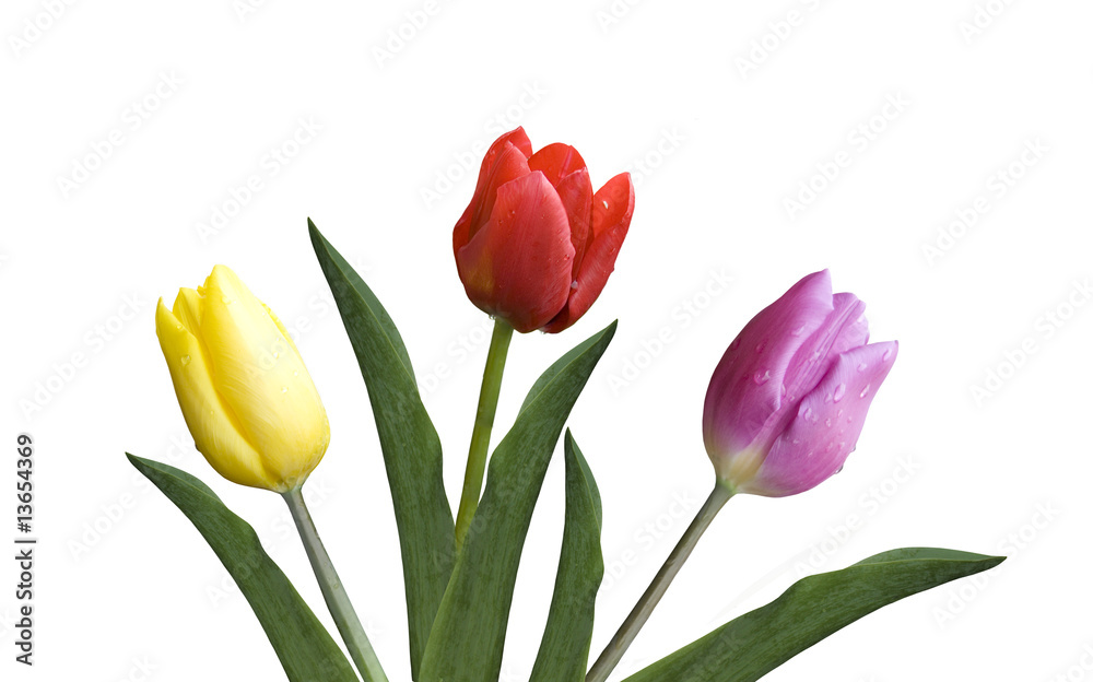 beautiful isolated yellow,red and violet tulip flowers beautiful isolated yellow,red and violet tulip flowers