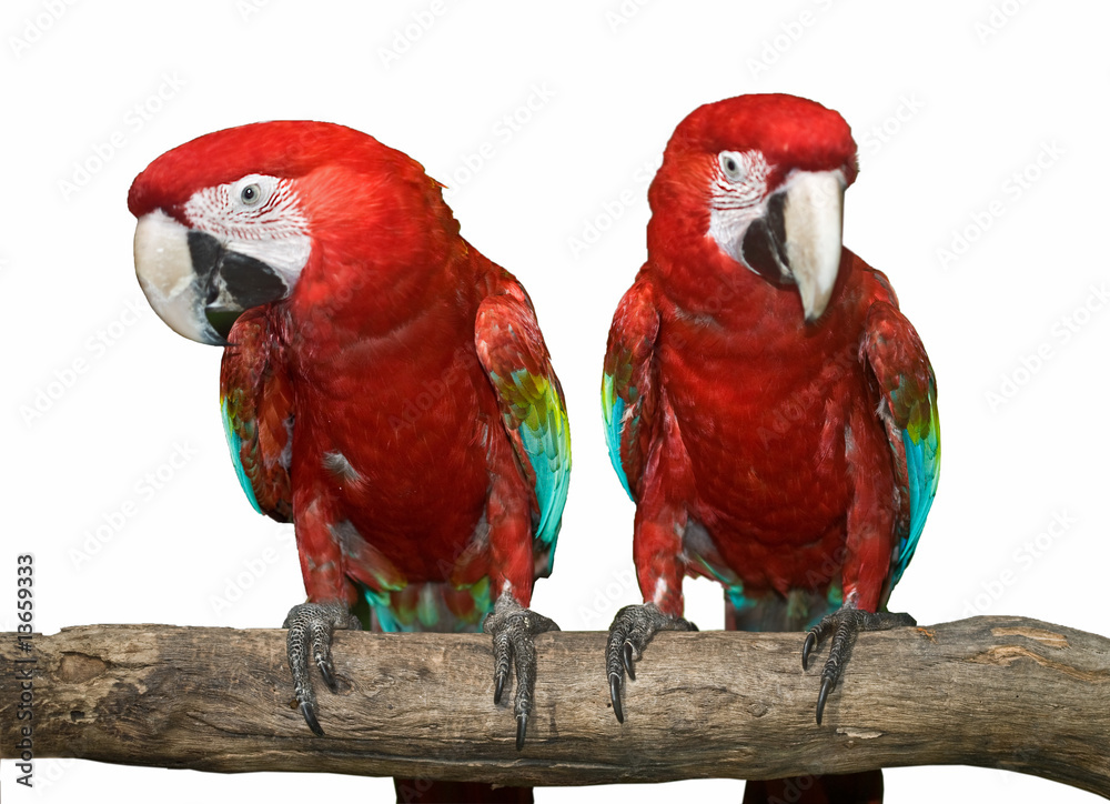 Obraz premium Two red tropical wild parrot.