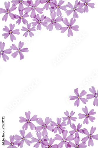 Spring flowers on white background