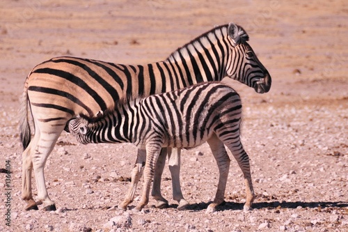Safari en namibie