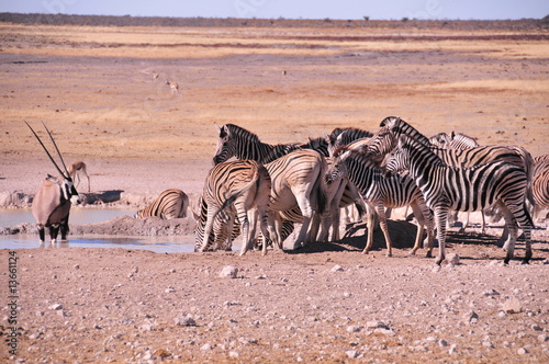 Safari en namibie