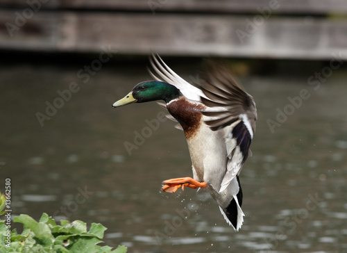 A Male Malard Duck coming into land
