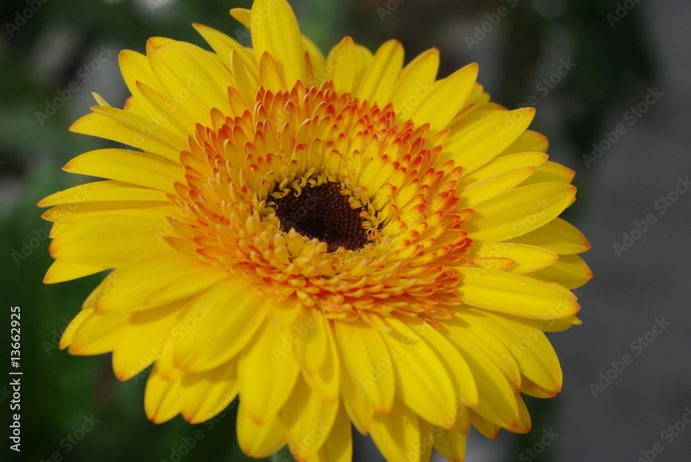 Blüte Blüte