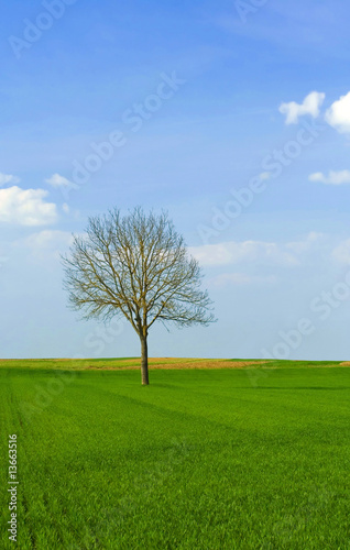 Walnut tree in the field