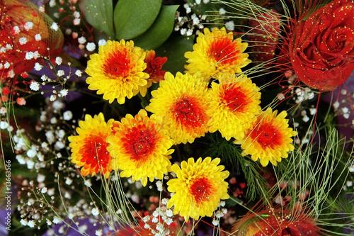 red fresh flowers