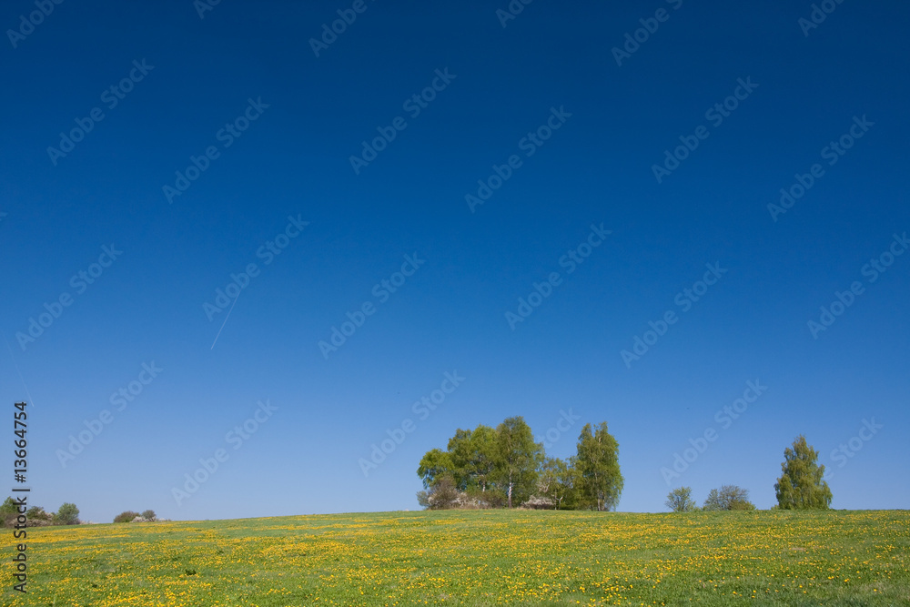 grassland in the springtime