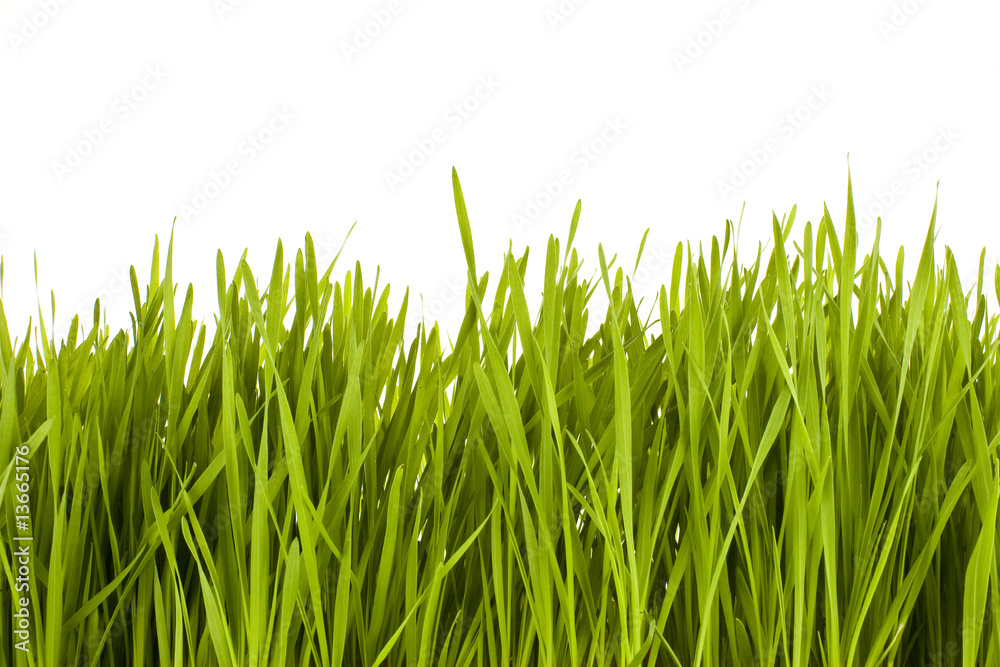 Obraz premium Grass