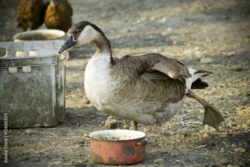 duck on one leg