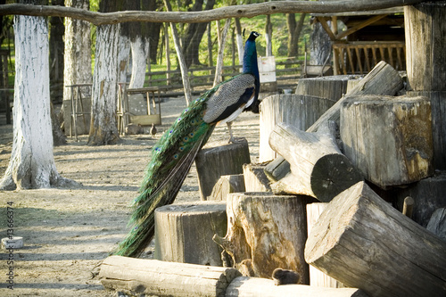 peacock