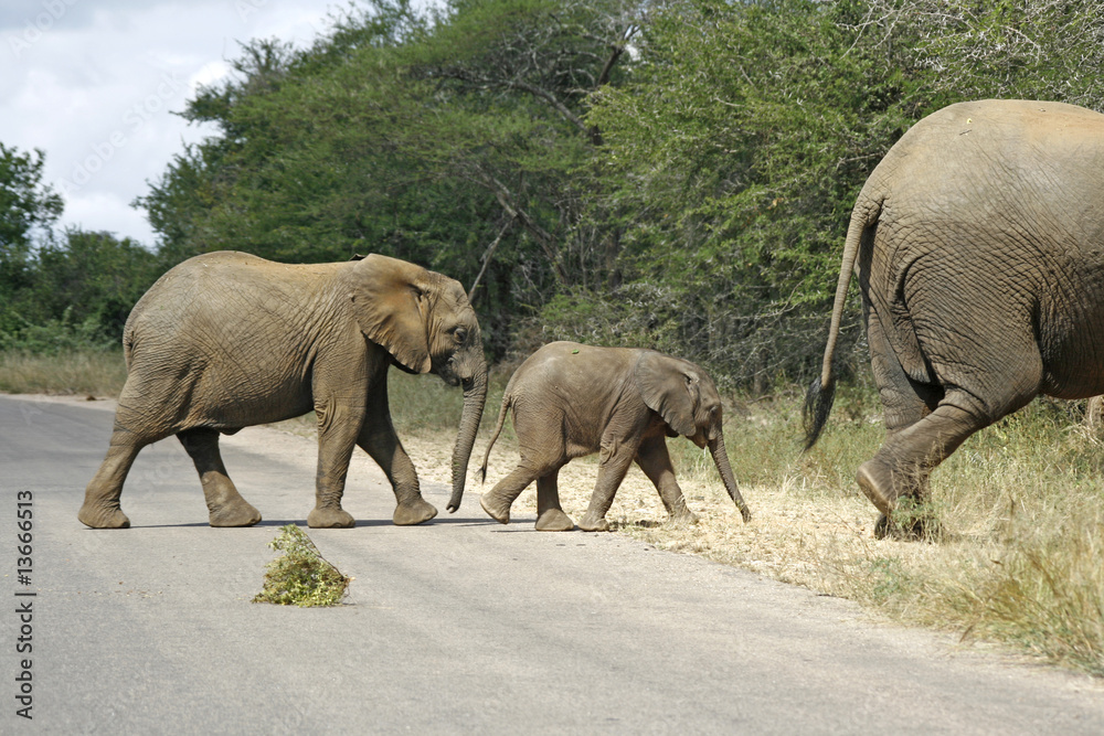 Obraz premium Three elepants walking across the road