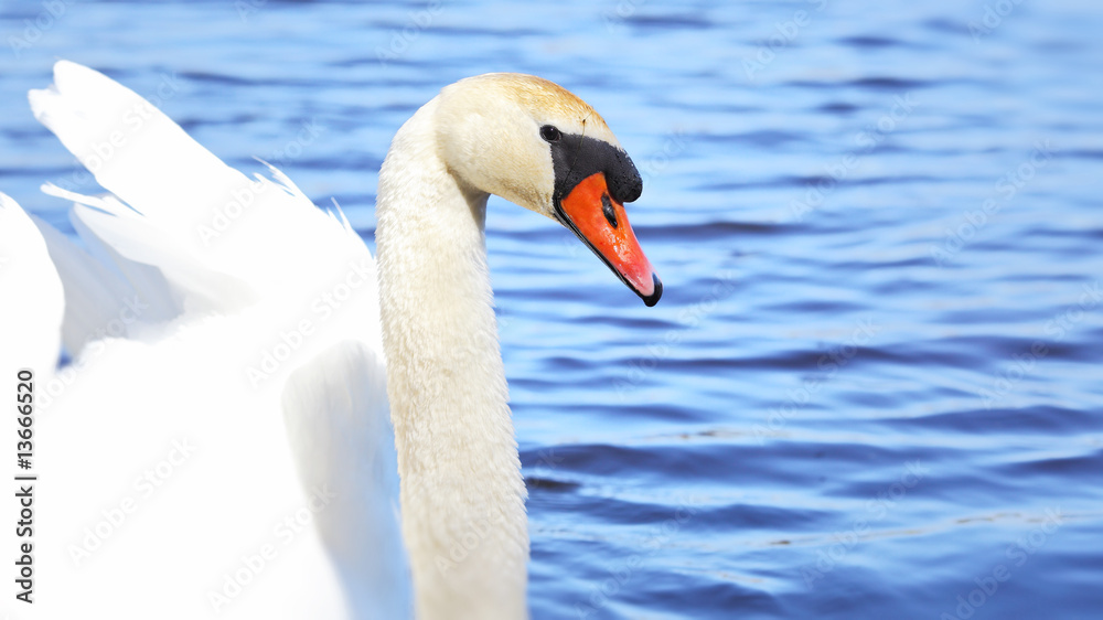 Fototapeta premium Beautifull white swan swimming on blue water