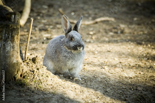 rabbit