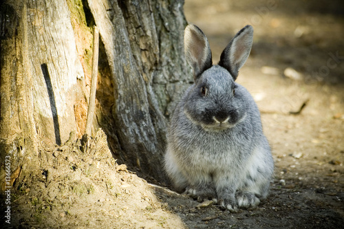 rabbit
