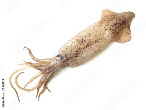 Encornet