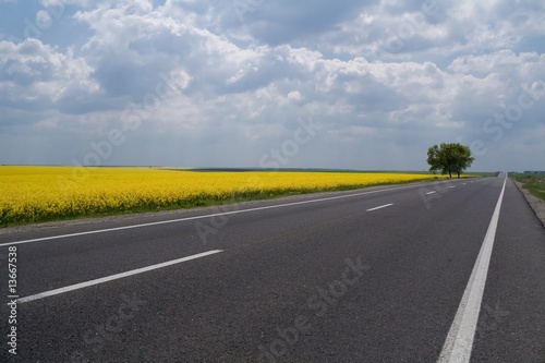 Road traveling through a Canola Field