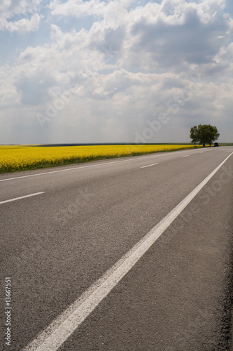 Road traveling through a Canola Field