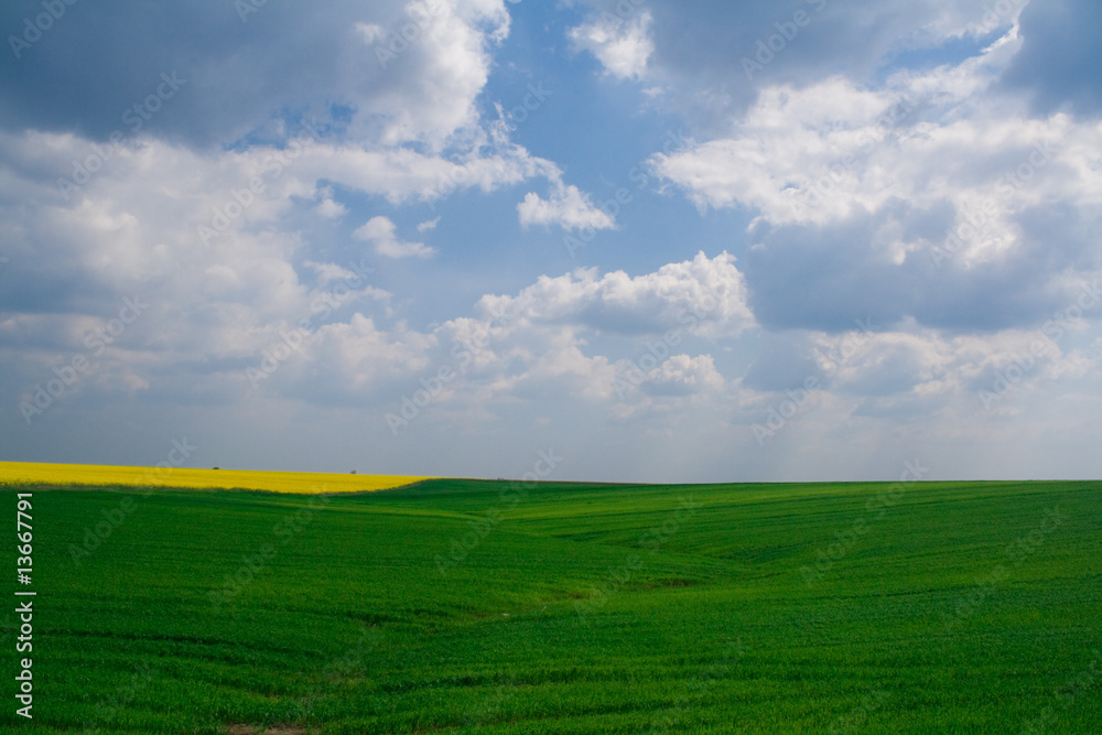 Obraz premium Wheat and canola field with blue sky