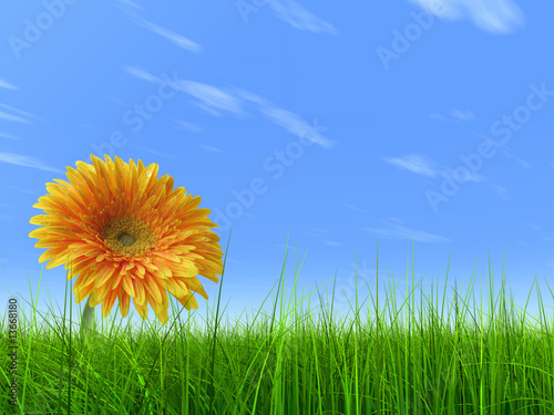 3D grass over a blue sky with a natural orange flower