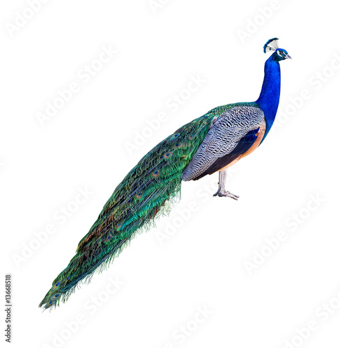 Peacock profile cutout photo