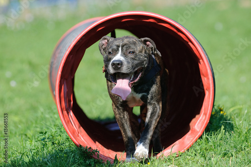 Rassehund am Abrichteplatz in Hindernis Tunnel photo