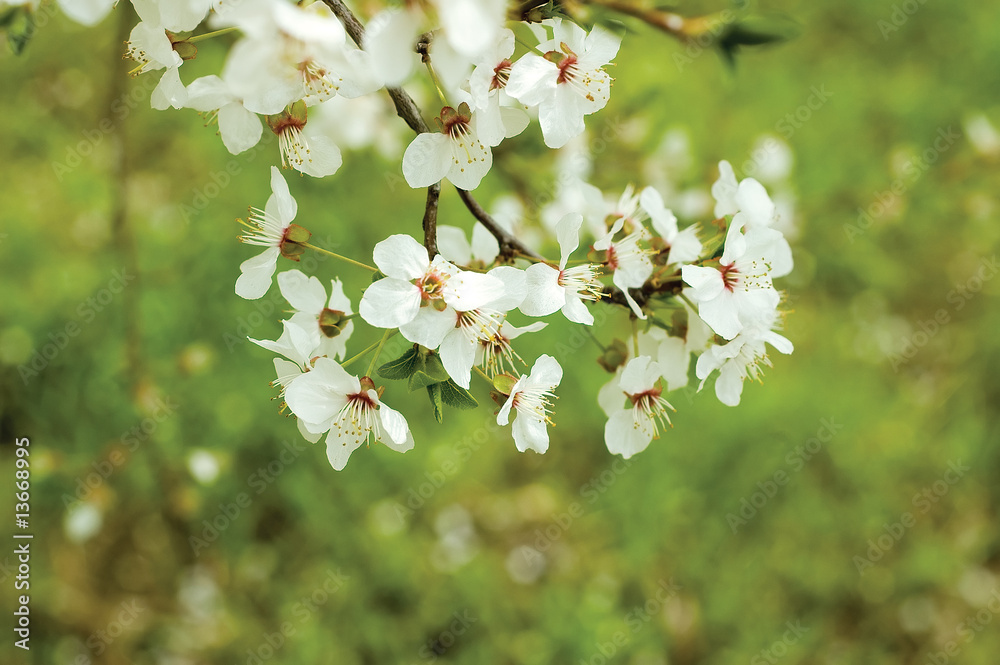 Obraz premium spring blossom