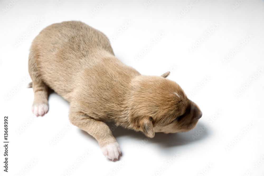 Obraz premium Newborn dog on white background
