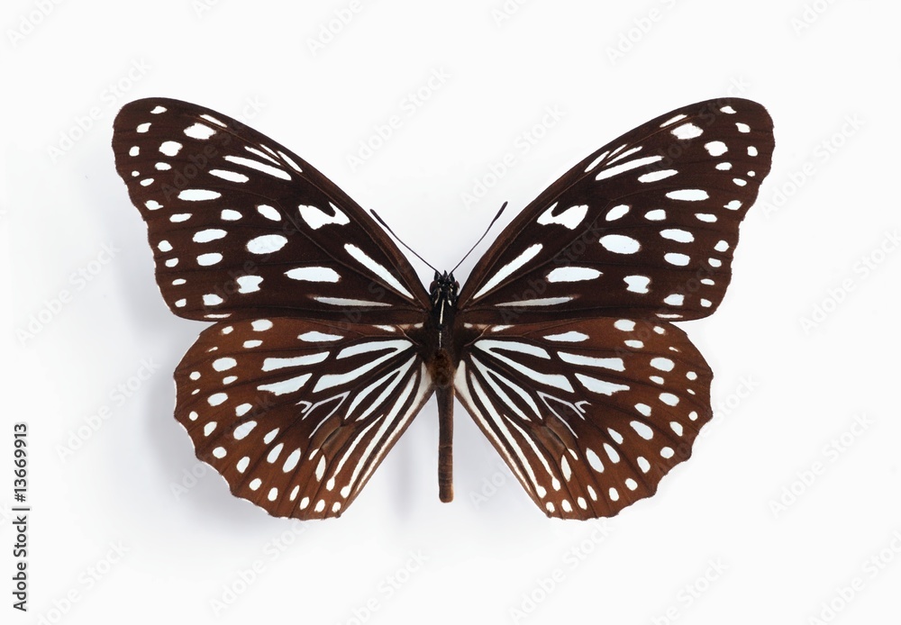 Obraz premium Danaus (Tirumala) septentrionis