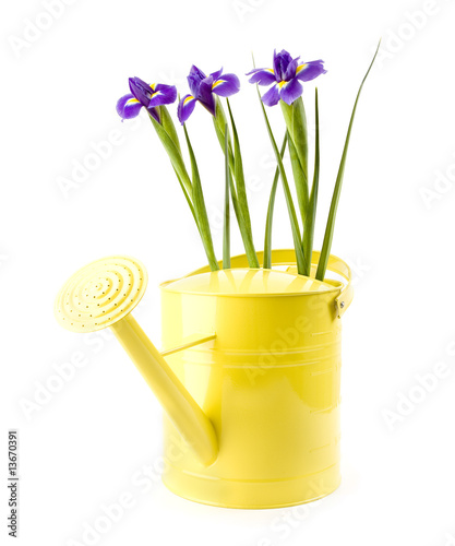 Irises in watering can