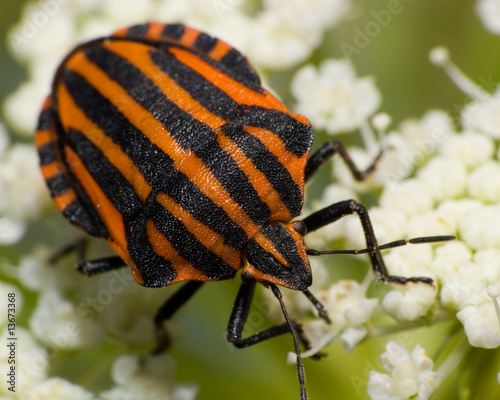 Graphosoma lineatum, Red & Black Striped Stink Bug