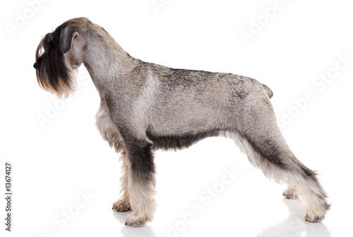 young schnauzer on white background.