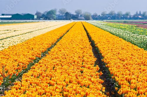 Colorful tulipfields in spring
