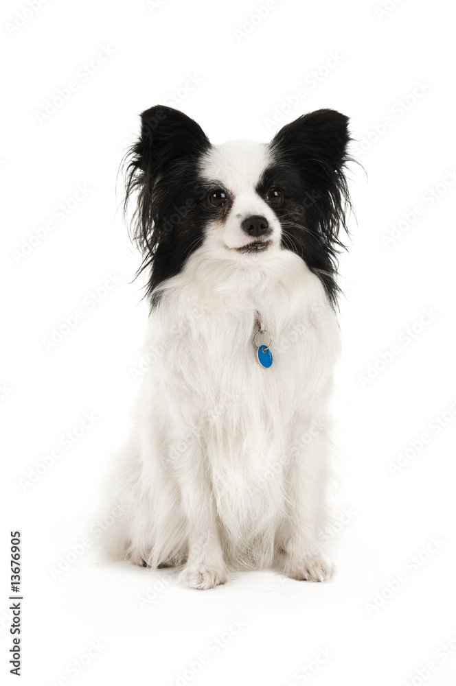 Papillon dog isolated on a white background Papillon dog isolated on a white background