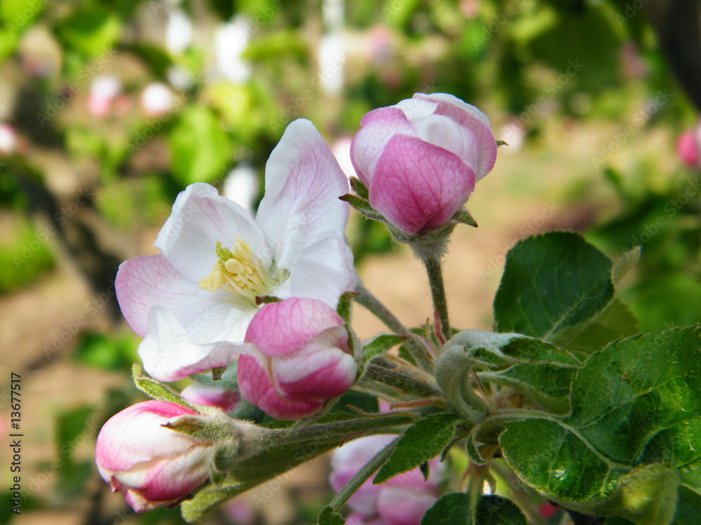 Apple flowers Apple flowers