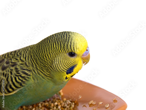 budgerigar on white background photo