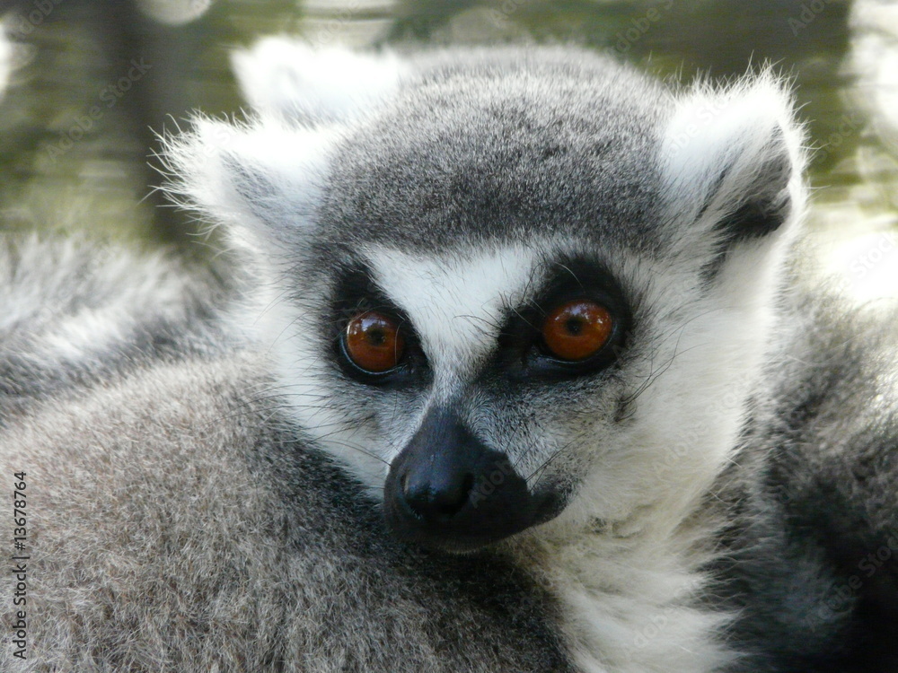 Obraz premium lémurien