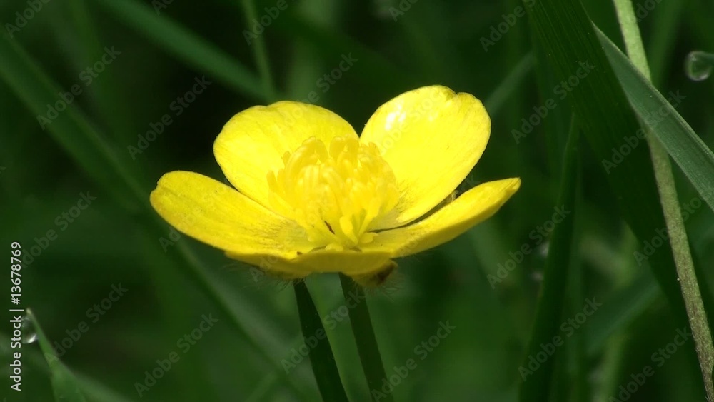 flower flower